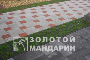 P1090645-900×600